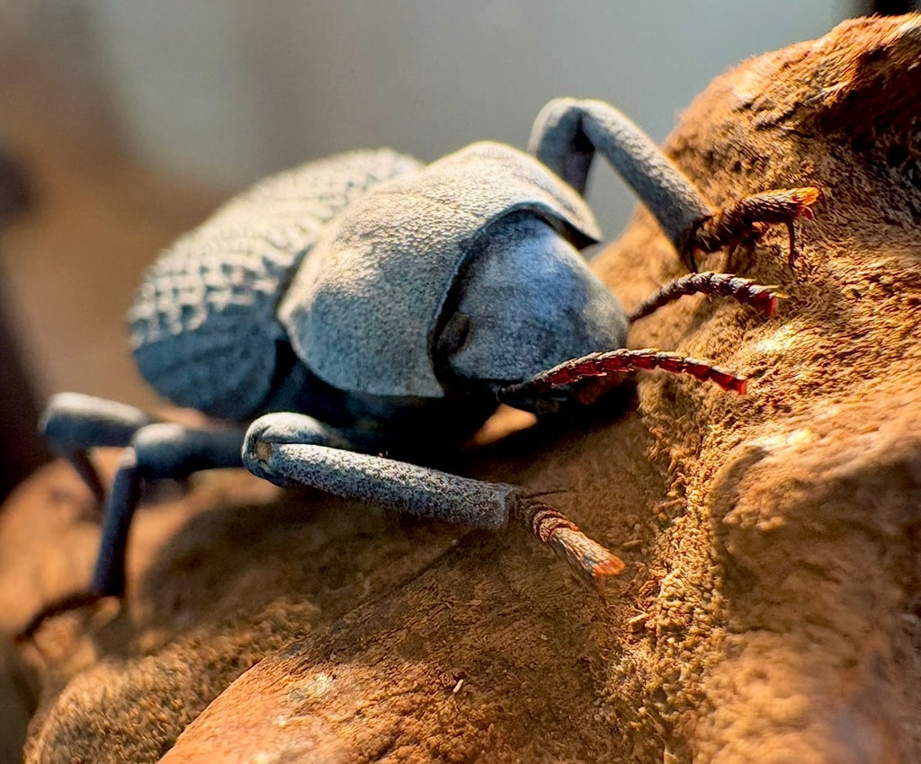 Blue Ironclad Beetle Starter Reservation