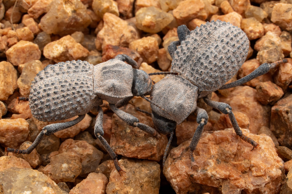 Blue Death-feigning Beetle (Trio)