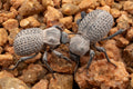 Blue Death-feigning Beetle (Trio)