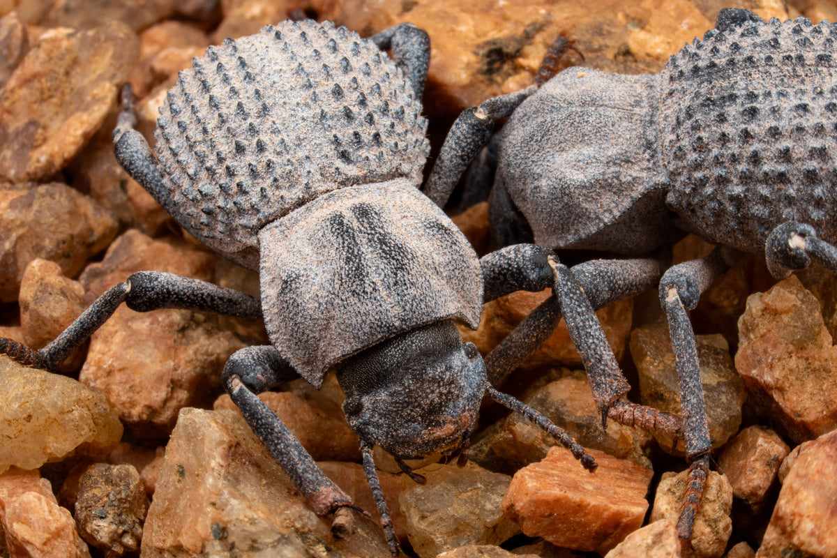 Blue Death-feigning Beetle (Trio)