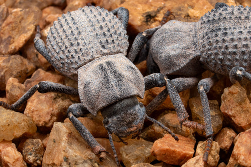 Blue Death-feigning Beetle (Trio)